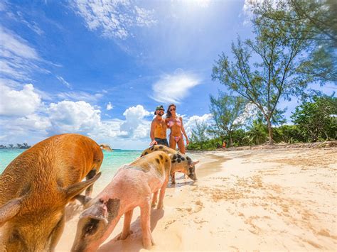 Swimming with Pigs and More: Unique Pearl Island。